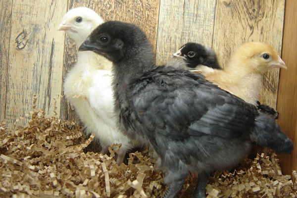 4 Pullet Chicks Week 2